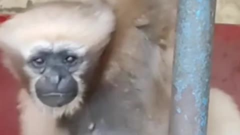 Gibbon attack a zoo visitor.