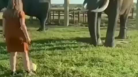 Best funny animal video