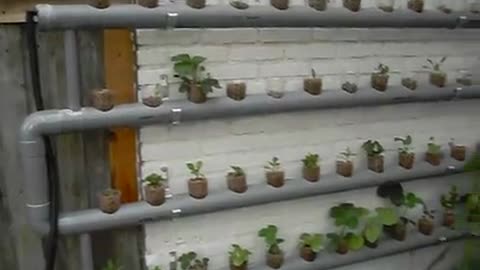 Hydroponics into Aquaponics