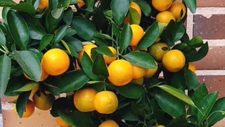 Citrus Calamondin