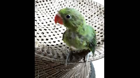 Baby Parrot| Friendly baby parrot| Amazing video of a parrot|#urbanpets|