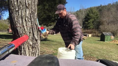 Update Tapping Sugar Maple Tree