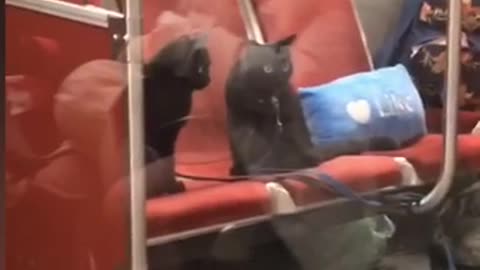 Woman brings her two black cats on leashes onto subway train and feed them