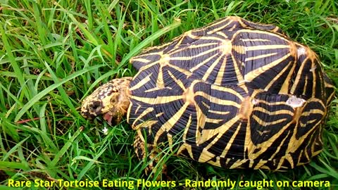 Rare Star Tortoise Eating Flowers - Randomly caught on camera