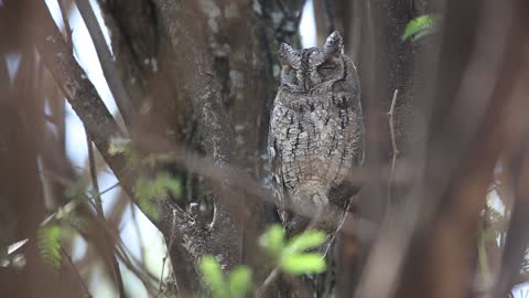 A scops owl perched on a tree, a very rare moment nowadays