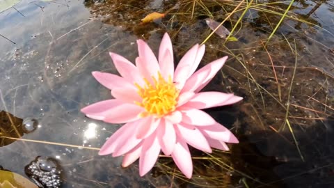 Water Lily