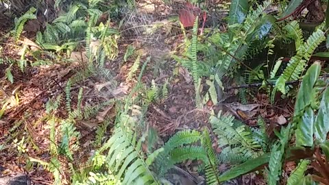 23.11.2023 Failing Sprinklers, Kuranda