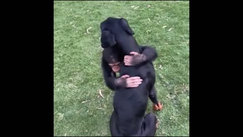 Monkey hugs dog