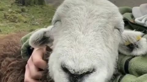 Sweetie sheep is sleeping😊