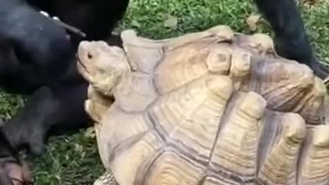 Chimp friend feeding tortoise friend