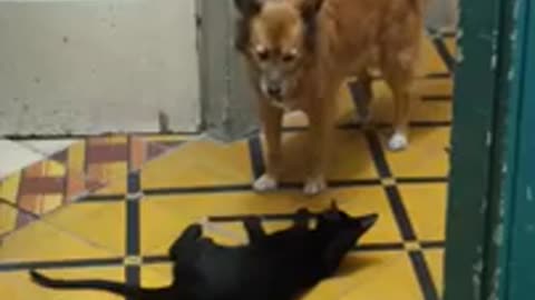 There are cats and dogs, funny, funnyfriendship