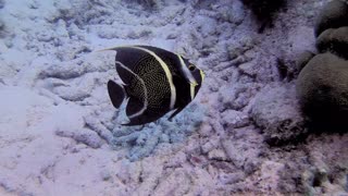 Juvenile French Angel Fish - Bonaire N.A. - October 2019