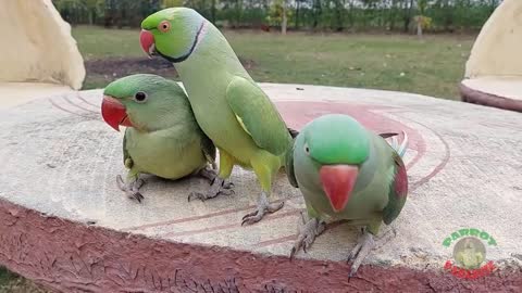 Talking Indian Ringneck Parrot Greeting Baby Parrot - Funny Dancing And Talking Parrot_p4