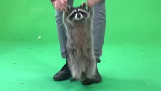 Raccoon Loves to Jump