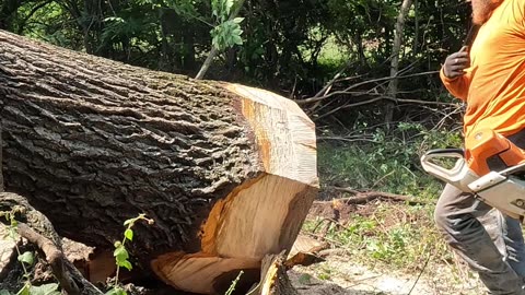 Digging a black walnut tree before cutting it