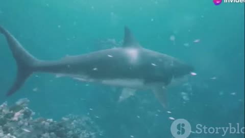 The Amazing Leaping Skills of Shortfin Makos