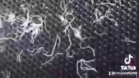 LIVE NANO Hydra Organisms - GeoEngineering