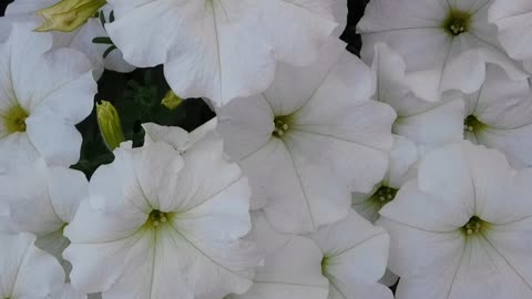 beautiful lovely white blooms