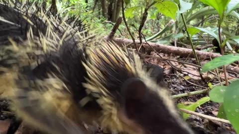 Lowland Streaked Tenrec Makes Rare Stridulation Sounds