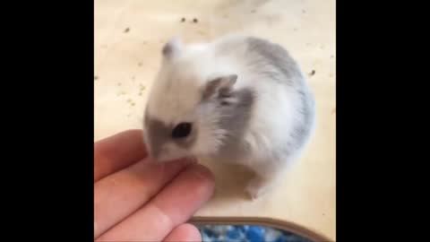 Top Funny Hamster Videos Compilation