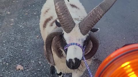 Keats walking down the road to meet ewes