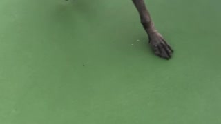 Princess on the tennis court