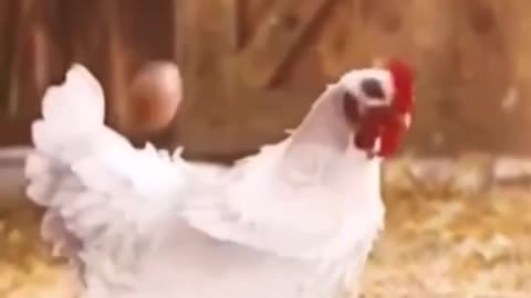 A chicken playing with eggs