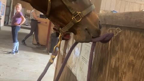 Houdini Horse Unties His Own Rope