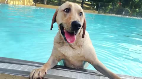 🤣 The FUNNIEST DOGS playing with Water