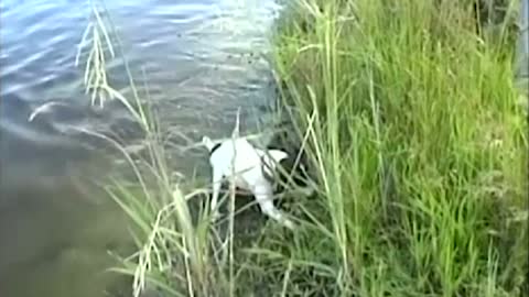 Tiny Swimming Terrier Catches Decent Sized Fish In Lake