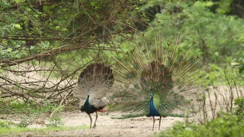 Peacock Displaying Feathers..2022