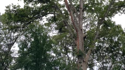 Tree Trimming in Manassas VA | United Tree Care LLC