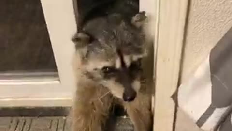 Raccoons Get Fed From Guy's Hand