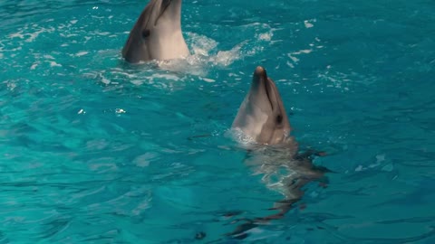 Dolphins Circling in the Water