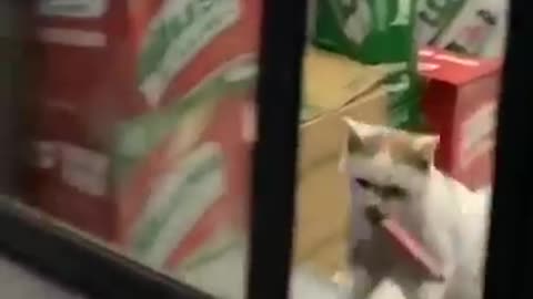 Cat becomes the perfect thief for a moment