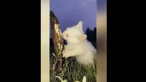 Omg So Cute Cats Best Funny Cat Videos 2021