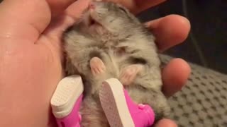 Sleepy hamster models awesome pink shoes