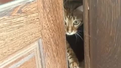 I want to know what is on the other side !! FUNNY CAT REACTION