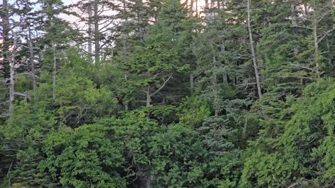 Can anyone tell me if there is beetles that eat the trees known as Hemlocks?