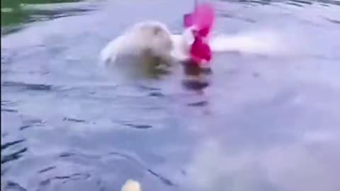 Chicks and Rooster Learn Swimming shorts