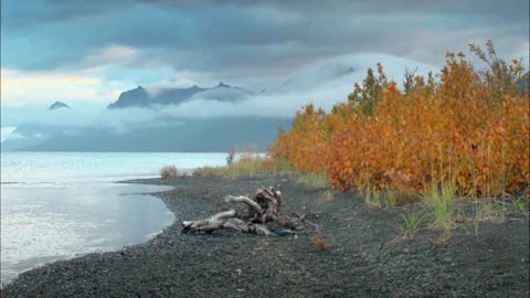 Autumnal Leaves on Alaskan Beach