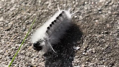 Cute Caterpillar Discovering Grass