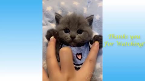 Cute Pets Videos // Funny Animals Videos // Pets Garden