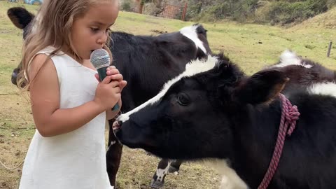 Adorable Baby Cow Interview