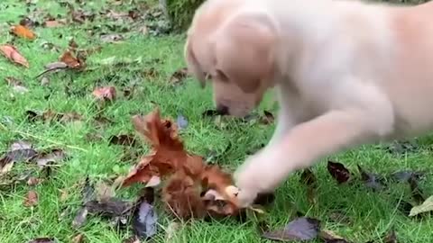 Funniest Cutest Labrador Puppies Video 04