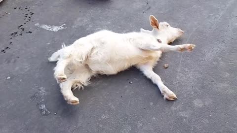 Fainting Goat Takes a Fall