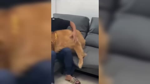 Strong Love of the Dog to the Owner