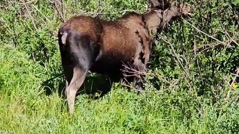 🦌 EPIC Moose Encounter: See Nature’s Giant Up Close 🌲 #shorts #wildlife #subscribe