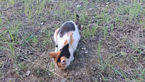 I gave food to the little cat that lives outside. This cat is very cute.