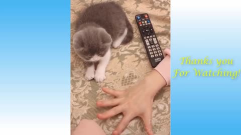 💘Funny And Cute Cat's Life! Cats And Owners Best Friends Video